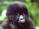 A small image of a baby gorilla